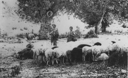 21 familia de pastores